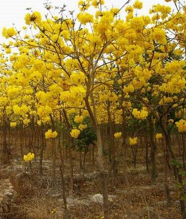 Tabebuia chrysantha seeds Golden Trumpet Tree